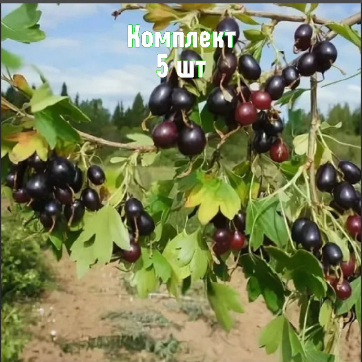 Комплект 5шт / Смородина золотистая Валентина Комплект 5шт / Смородина золотистая Валентина